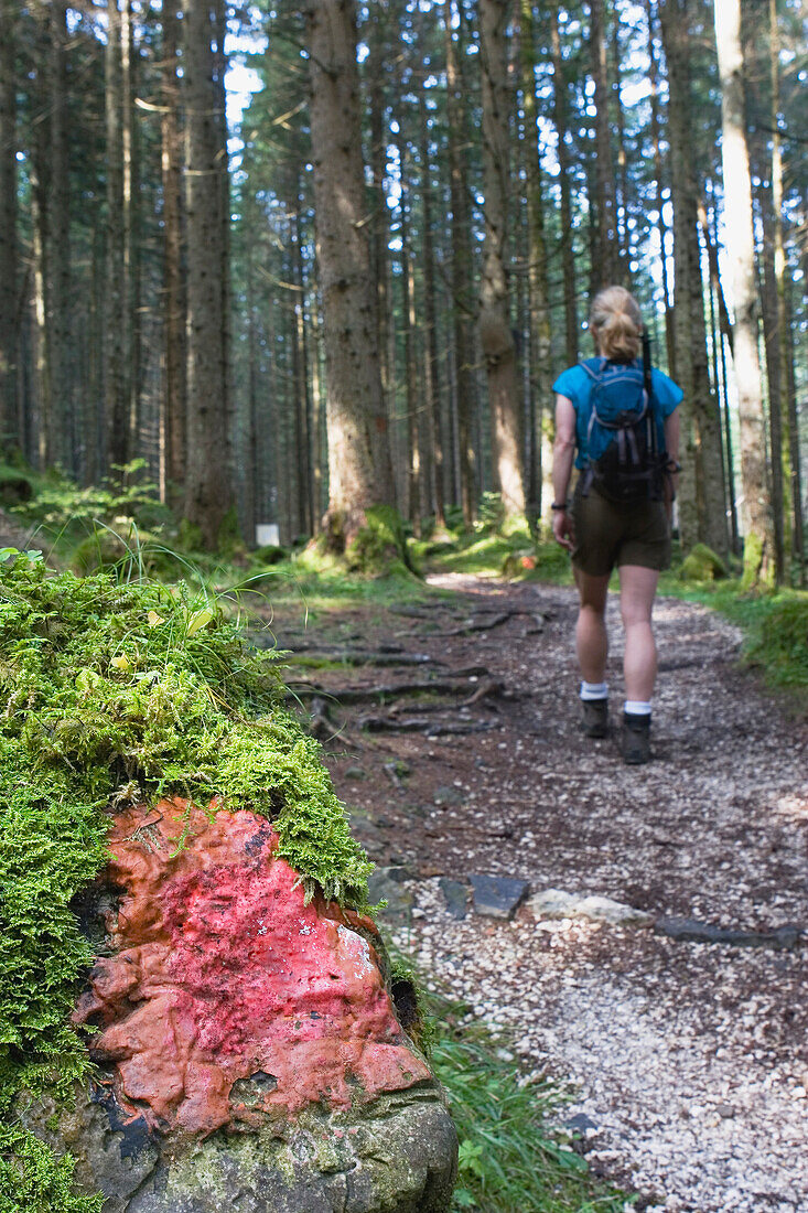 Male Hiker With A Trail Marker (Blaze) On A Rock, Near Siusi Allo Sciliar, Alto Adige, Italy