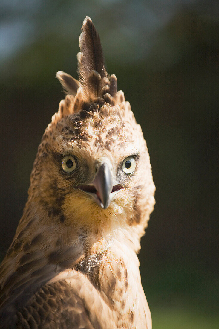 Steppe Eagle (Aquila Nipalensis), Pokhara, Nepal