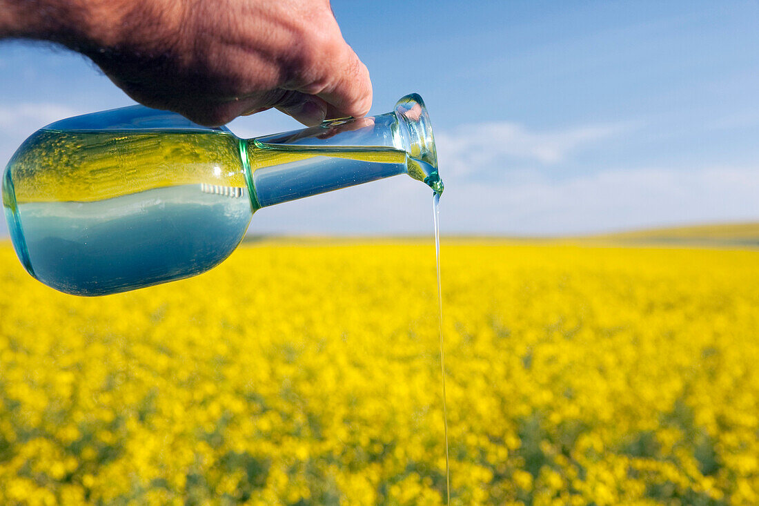'Alberta, Canada; A Jar Of Canola Oil Being Poured Over A Flowering Canola Field'
