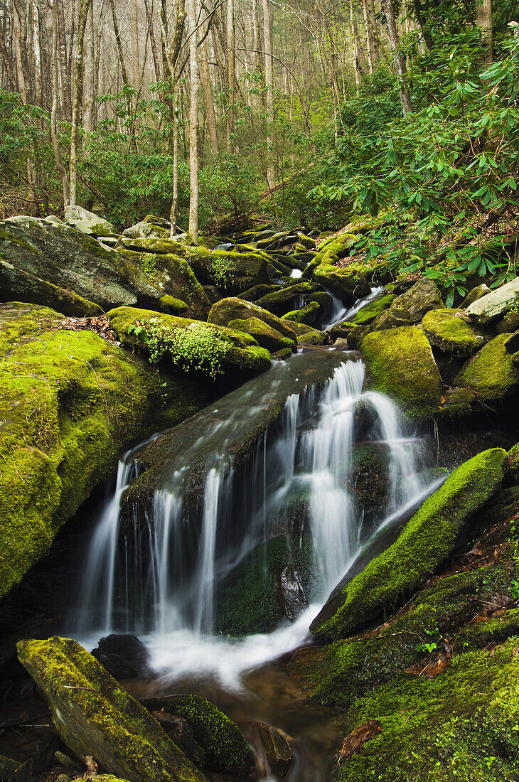'Great Smoky Mountains National Park, United States Of America; Cascade And Moss Covered Rock In The Forest'