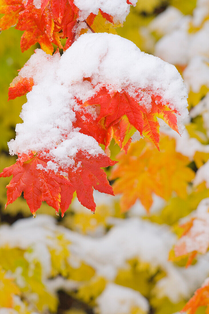 'Oregon, United States Of America; Snow On The Vine Maple Leaves In Autumn In Mount Hood National Forest'