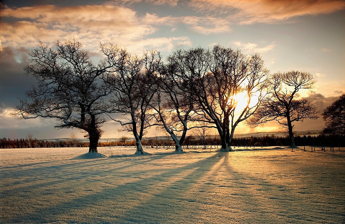'Northumberland, England; Sun Setting Over A Field And Trees'