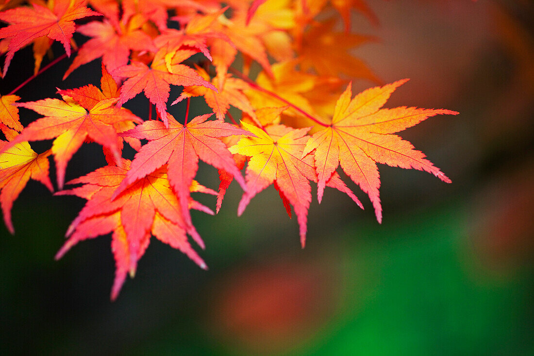 'Portland, Oregon, United States Of America; Leaves On A Tree In Autumn'