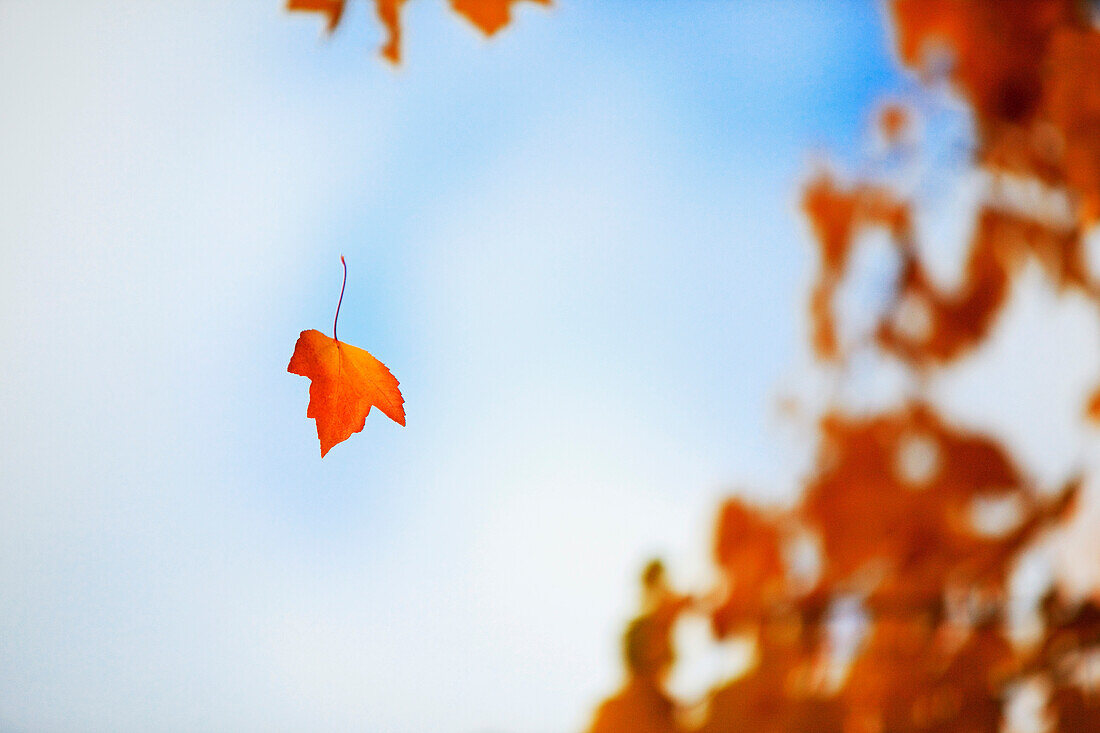 A Leaf Falling From A Tree In Autumn