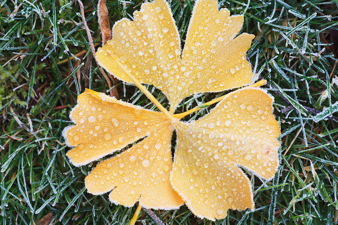 Frost On A Leaf In Autumn