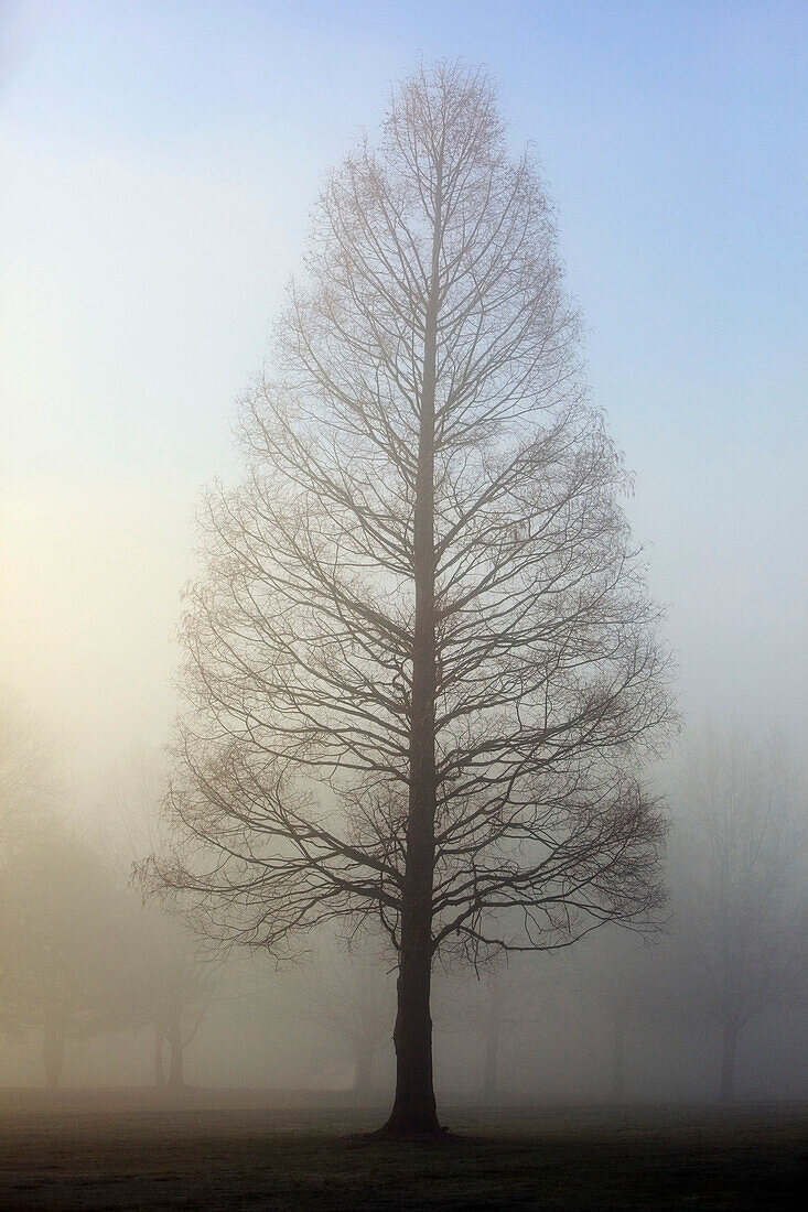 'Oregon Cascades, Oregon, United States Of America; Trees Surrounded By Fog'