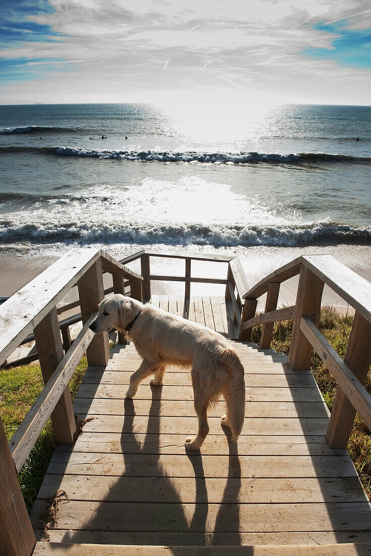 'Cadiz, Andalusia, Spain; A Dog On The Boardwalk By Hurricane Hotel Beach At Tarifa, Costa De La Luz'