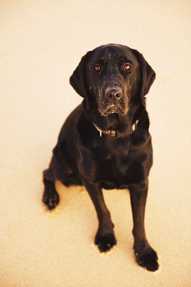 A Black Labrador Dog