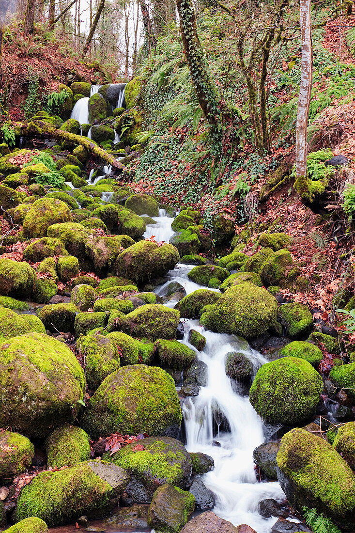 'Happy Valley, Oregon, United States Of America; Green Moss On The Rocks Along A Small Waterfall'