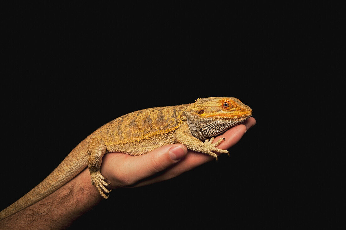 A Lizard On A Person's Hand