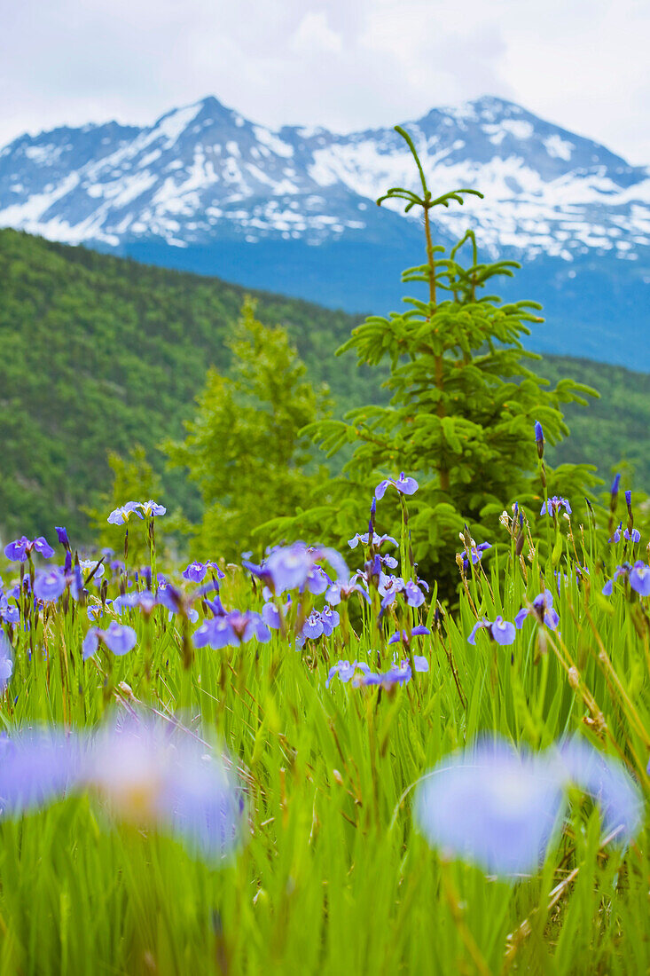 'Skagway, Alaska, United States Of America; An Iris Field And The Coast Mountains'
