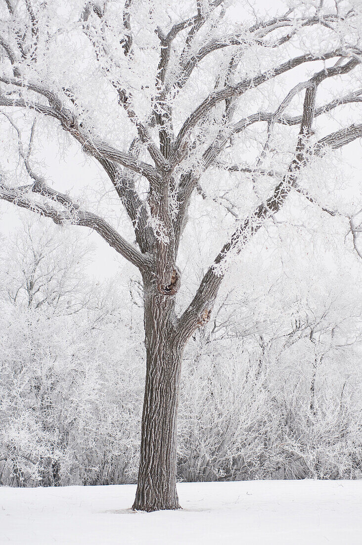 'Winnipeg, Manitoba, Canada; A Tree Covered In Snow'