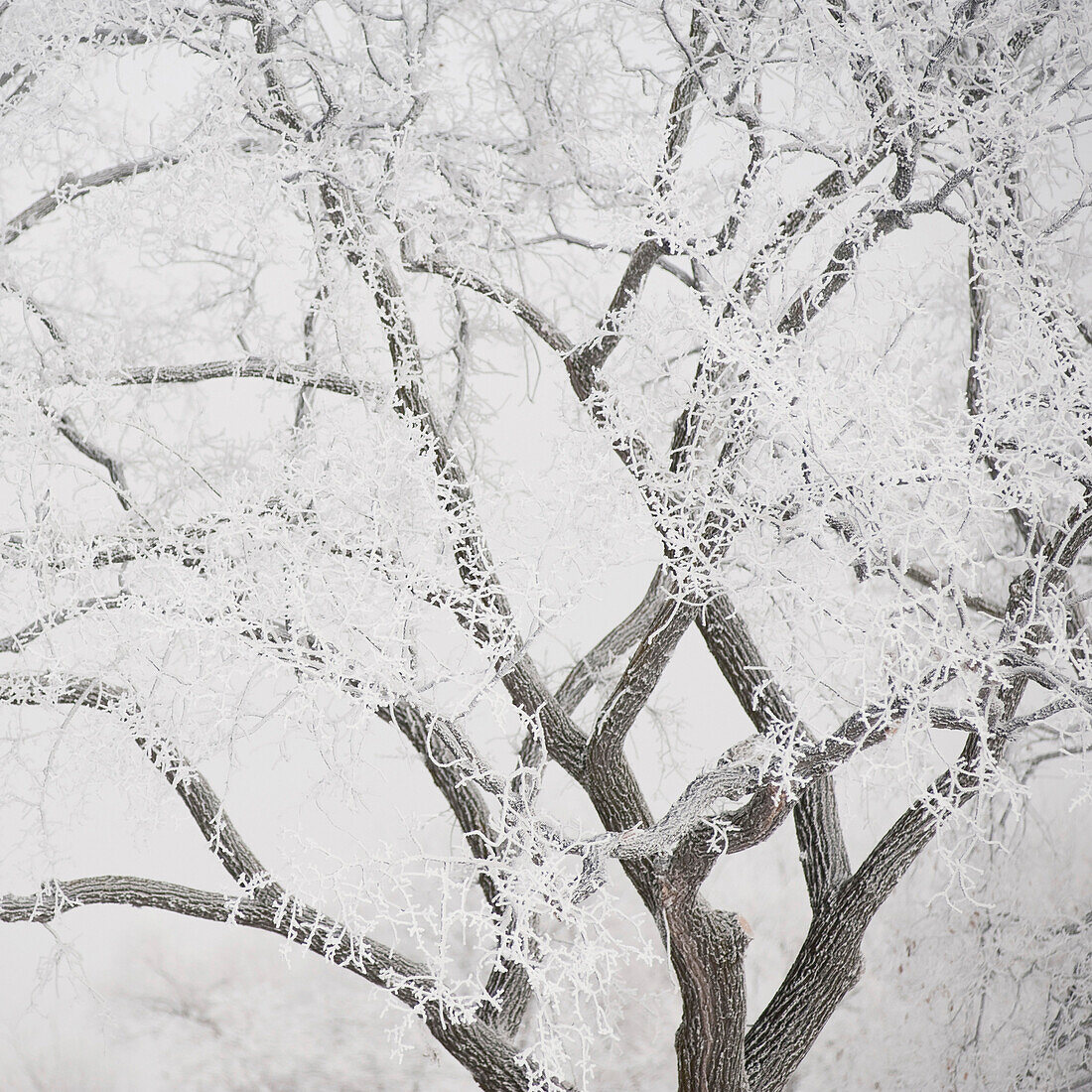 'Winnipeg, Manitoba, Canada; Tree Branches Covered In Snow'