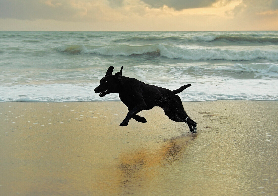 'A Dog Running On The Beach; Tarifa, Cadiz, Andalusia, Spain'