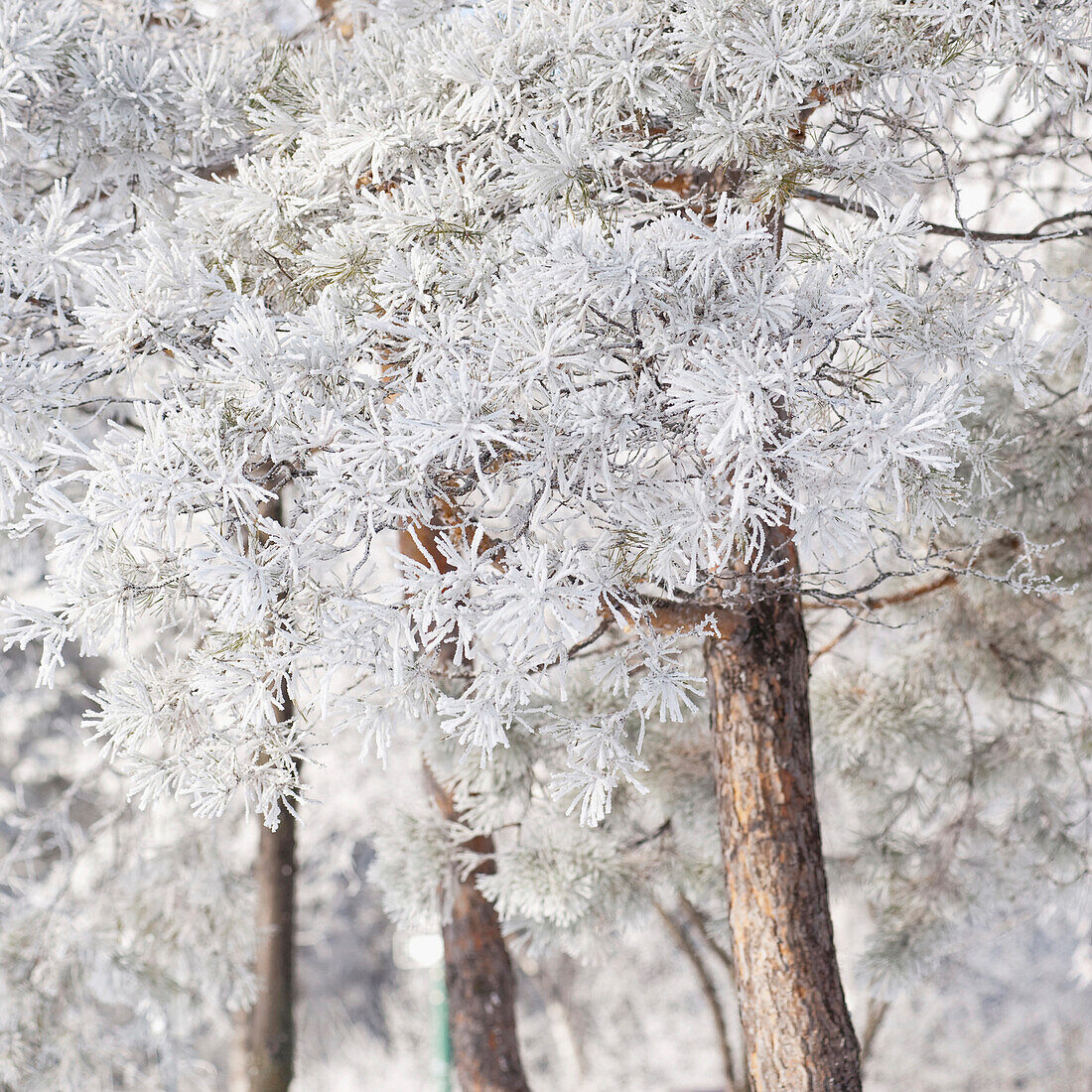 'Winnipeg, Manitoba, Canada; Trees Covered In Snow'