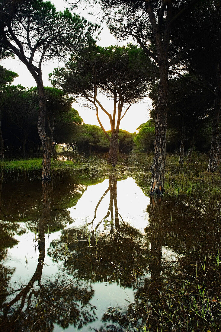 'Tarifa, Cadiz, Andalusia, Spain; A Flooded Forest'