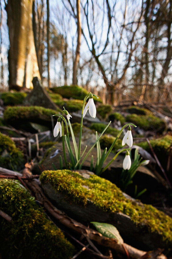 'Dumfries, Scotland; Snowdrops (Galanthus) Growing Among The Rocks Covered With Moss'
