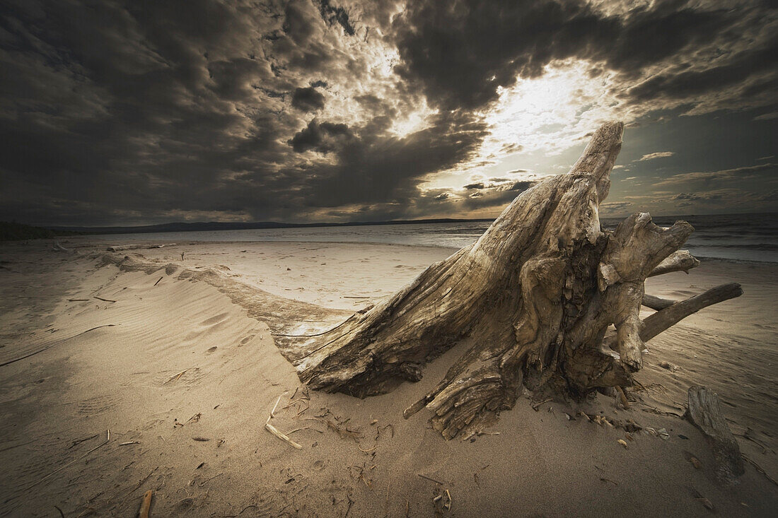 'Alberta, Canada; Driftwood On The Beach'
