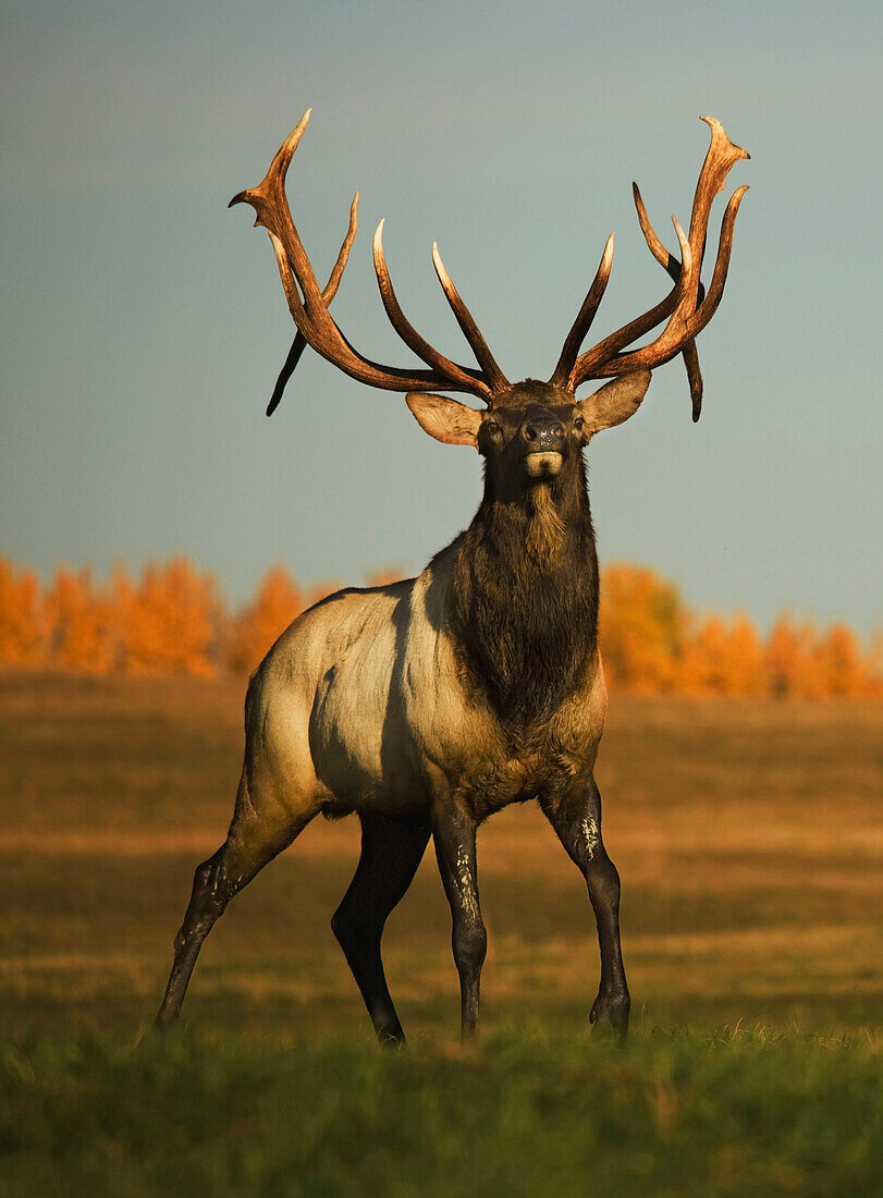 'Alberta, Canada; Elk (Cervus Canadensis)'