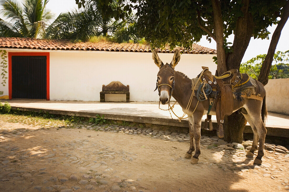 'Copala, Mexico; A Donkey Standing In The Street'