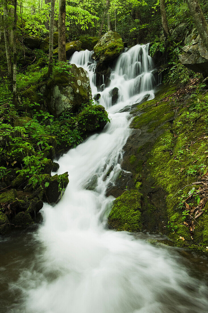 'Tennessee, United States Of America; Spring Foliage And A Seasonal Waterfall In The Great Smoky Mountains National Park'