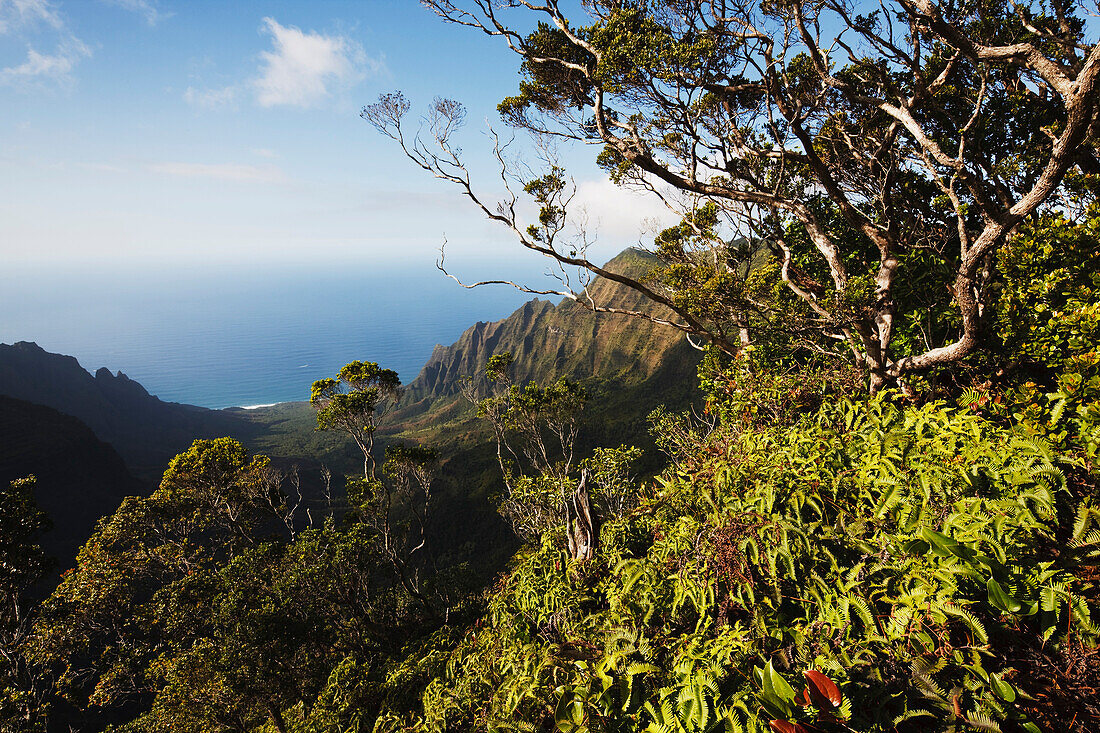 'Kauai, Hawaii, United States Of America; Kalalau Valley From Pihea Trail, With Tropical Vegetation And The Pacific Ocean'