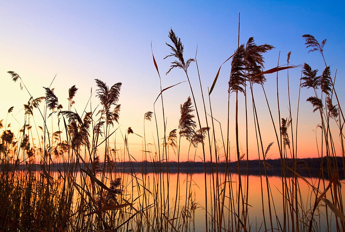 'Willmar, Minnesota, United States Of America;; Tall Grass Along The Shoreline At Sunset'