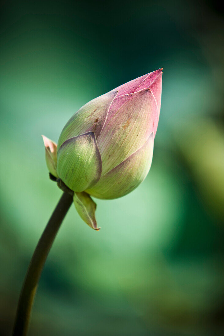 Die Knospe einer Lotusblume (Nelumbo Nucifera); Chiang Mai, Thailand