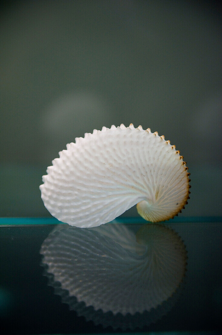 A Seashell Reflected In A Shiny Table Top