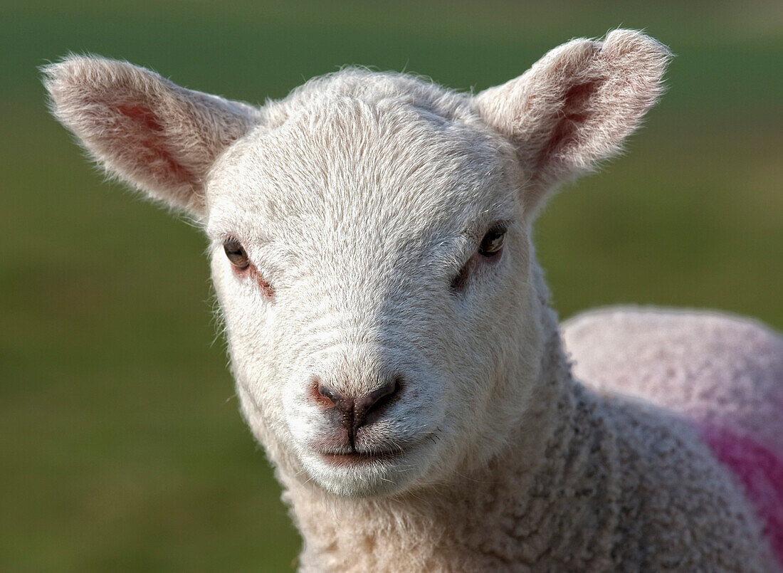 'Northumberland, England; A Sheep With A Marking On It's Wool'