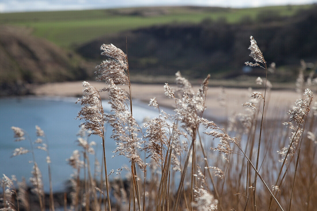 'Northumberland, England; Tall Grass Growing Along The Water'