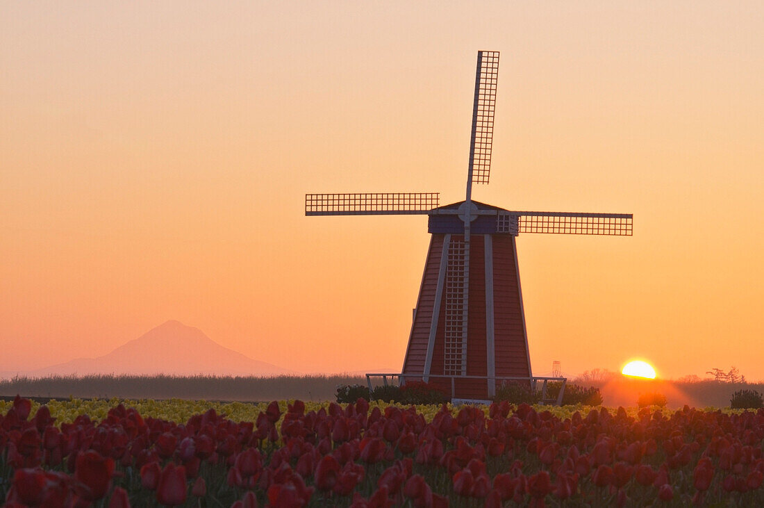'Woodburn, Oregon, United States Of America; Wooden Shoe Tulip Farm At Sunrise With Mount Hood In The Background'