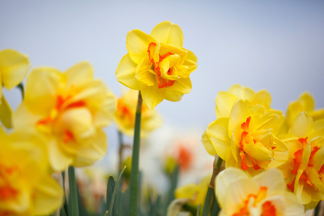 Woodburn, Oregon, Vereinigte Staaten von Amerika; Gelbe Tulpen in einem Tulpenfeld'