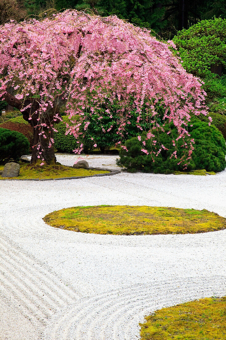 'Portland, Oregon, United States Of America; Spring Blossoms At Portland Japanese Garden'