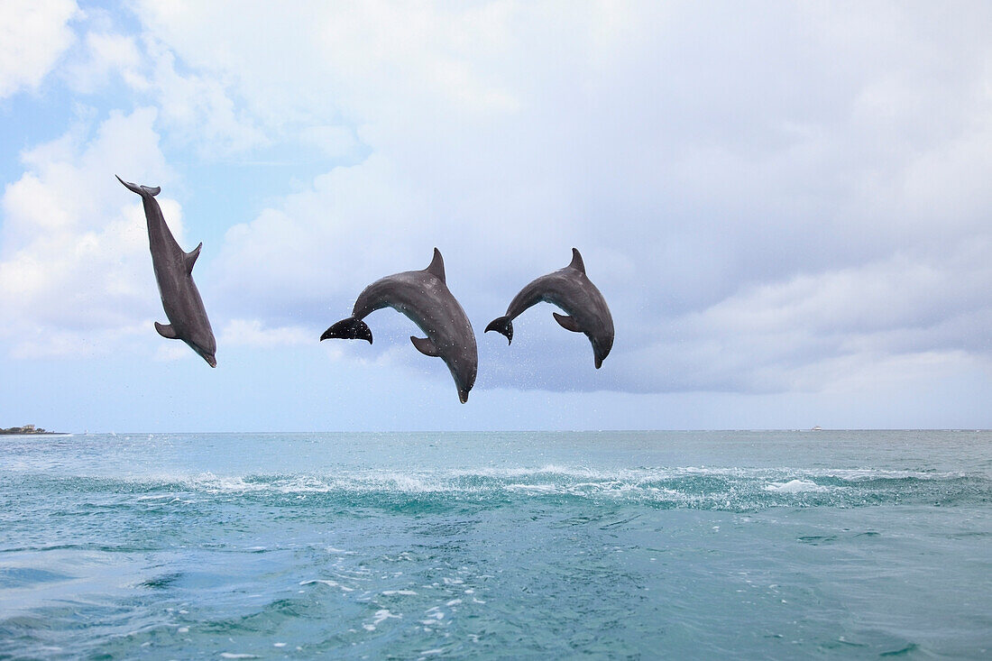 'Roatan, Bay Islands, Honduras; Bottlenose Dolphins (Tursiops Truncatus) Jumping Together In The Caribbean Sea'