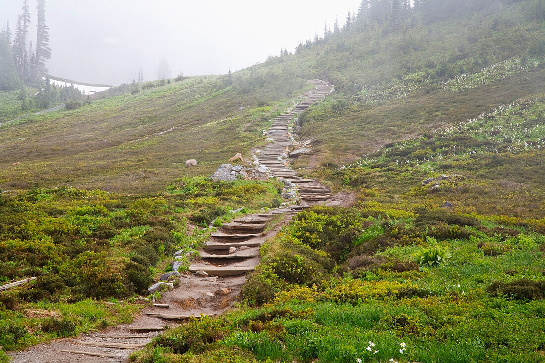 'Washington, United States Of America; Fog Along A Trail In Mt. Rainier National Park'