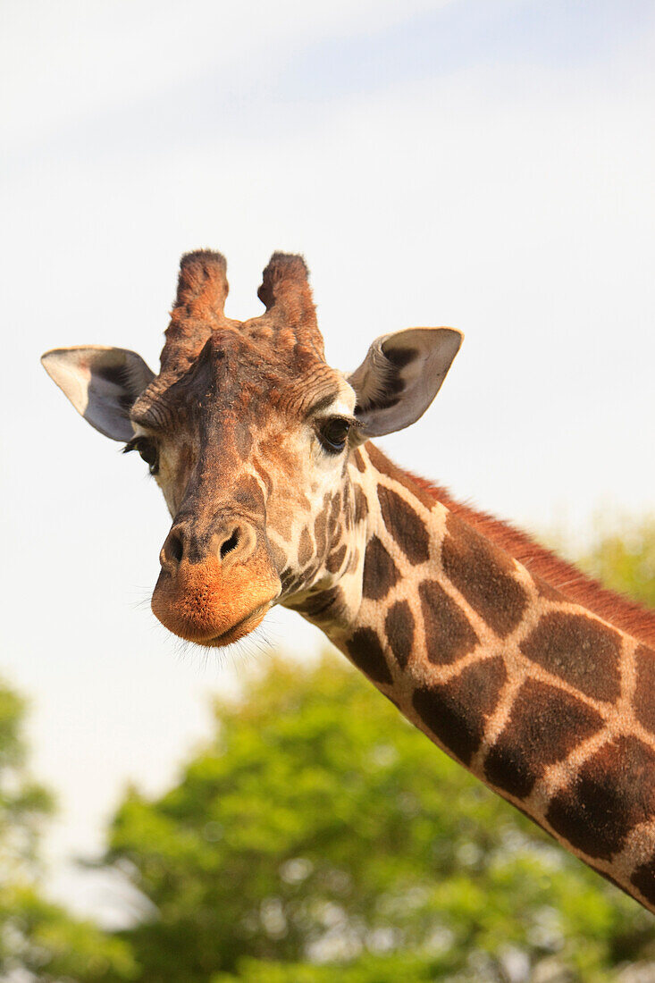 'Buenos Aires, Argentina; Giraffe (Giraffa Camelopardalis) In Palermo Zoological Gardens'