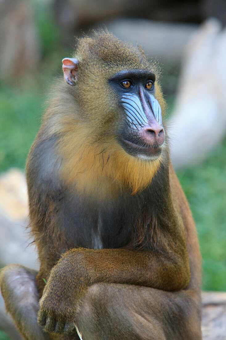 'Buenos Aires, Argentina; Mandrill (Mandrillus Sphinx), From Nigeria And Congo, In The Palermo Zoological Gardens'