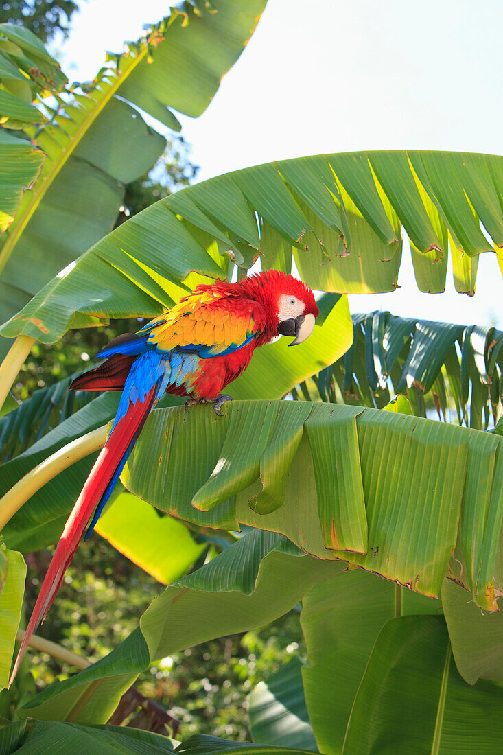 'Roatan, Bay Islands, Honduras; A Scarlet Macaw (Ara Macao) In The Rehab Center & Forest Preserve On Mango Key Across From Coxen Hole'