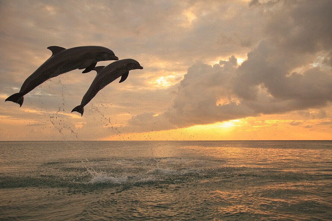 'Roatan, Bay Islands, Honduras; Two Bottlenose Dolphins (Tursiops Truncatus) Jumping Out Of The Water At Anthony's Key Resort At Sunset'