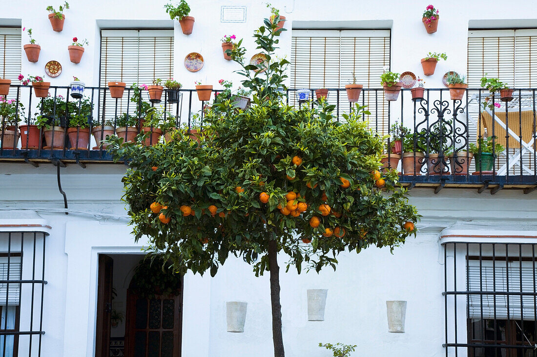 'Vejer De La Frontera, Andalusia, Spain; A Fruit Tree In Front Of A White House'