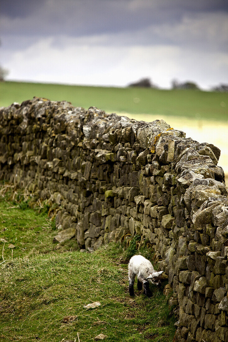 'Northumberland, England; A Lamb Walking Along A Stone Wall'