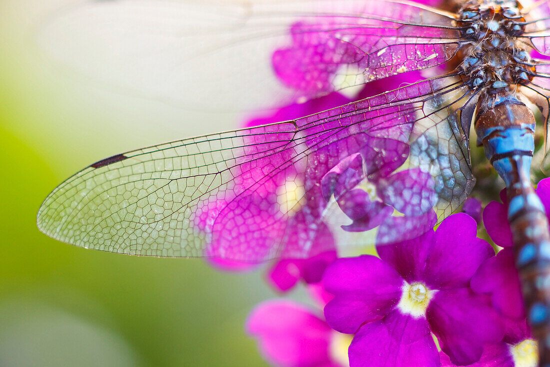 'Oregon, United States Of America; Morning Dew On A Dragonfly Wing'