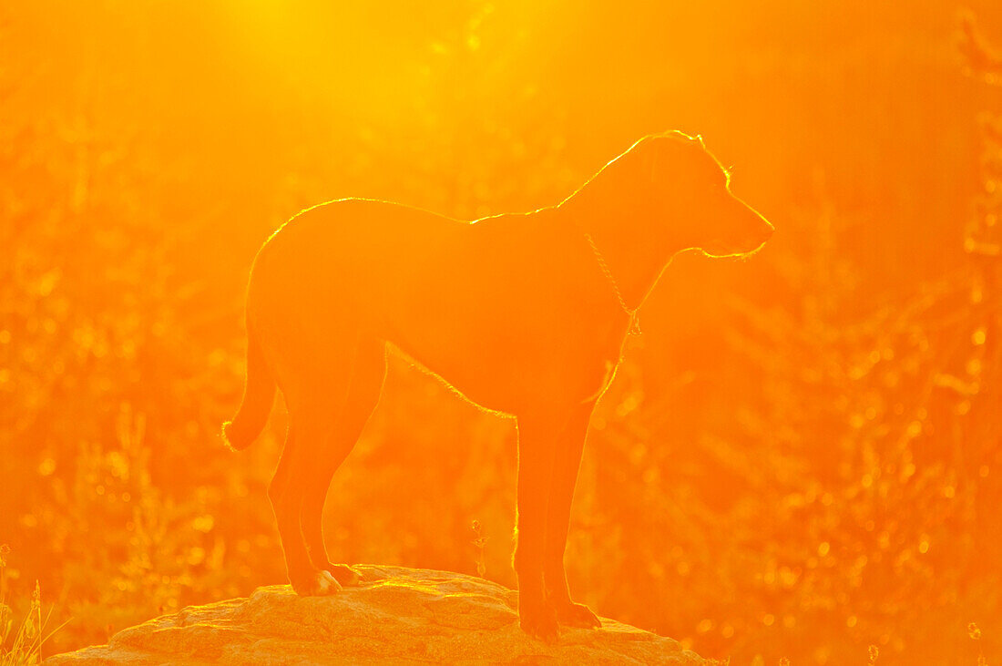 'Oregon, United States Of America; A Dog Standing On A Rock At Sunrise On Mt. Hood'