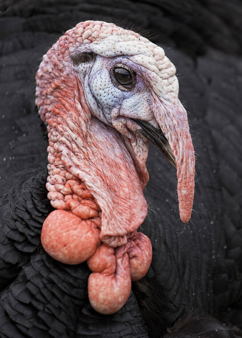 The Head Of A Turkey (Meleagris)