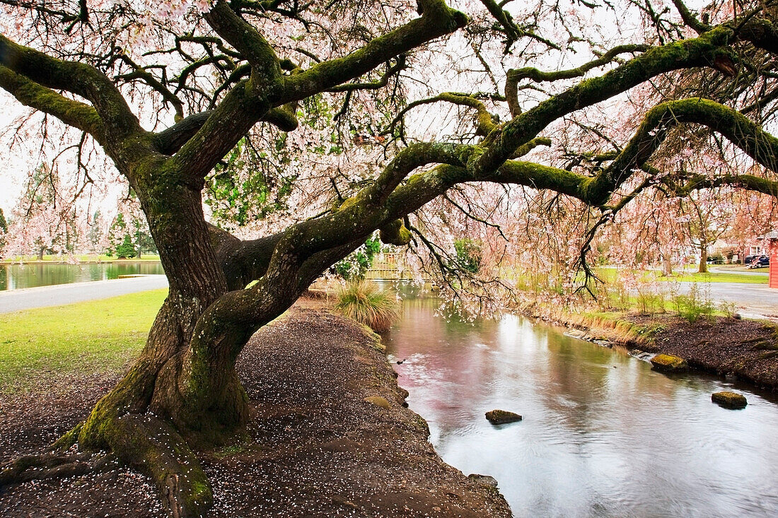 'Portland, Oregon, United States Of America; Blossoms On The Trees In Spring In Westmorland Park'