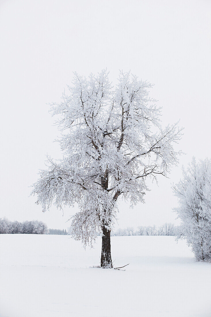 'Parkland County, Alberta, Canada; A Tree And Field Covered In Snow'