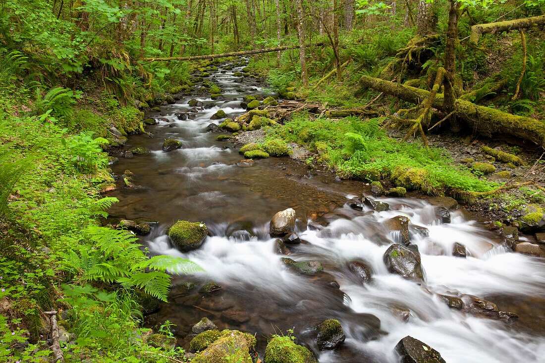 'Oregon, United States Of America; Small Creek In Columbia River Gorge National Scenic Area'
