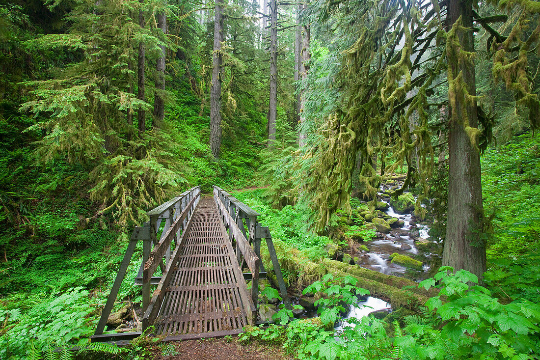 'Oregon, United States Of America; A Trail And A Creek In The Lush Forest In The Columbia River Gorge National Scenic Area'