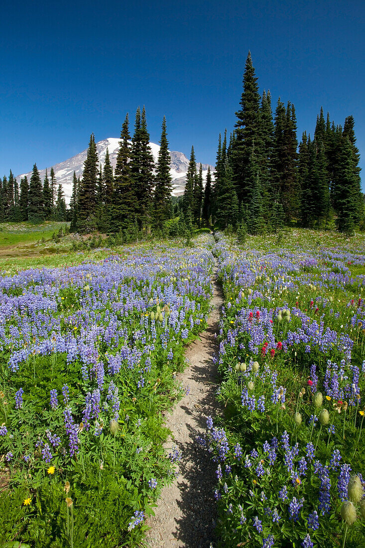 'Washington, United States Of America; Wildflowers In A Meadow With Mount Rainier In The Background In Paradise Park In Mt. Rainier National Park'